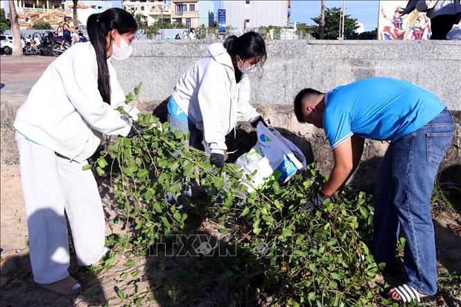 Các tình nguyện viên chung tay dọn vệ sinh để giúp bãi biển luôn sạch đẹp. Ảnh: Trần Lê Lâm - TTXVN 