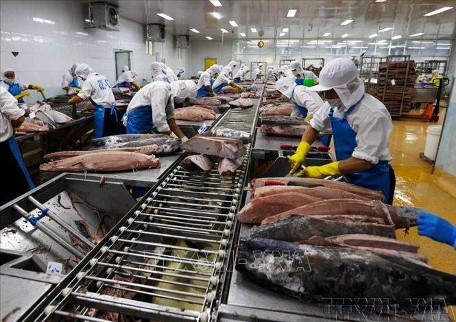 Việt Nam đang đứng trước ngã rẽ quan trọng của tiến trình hội nhập kinh tế quốc tế, sở hữu số lượng hiệp định FTA thuộc nhóm đầu khu vực. Trong ảnh: Chế biến cá ngừ đại dương xuất khẩu sang thị trường Nhật Bản, Mỹ và châu Âu tại Công ty Cổ phần Thủy sản Bình Định (BIDIFISCO). Ảnh: Vũ Sinh - TTXVN