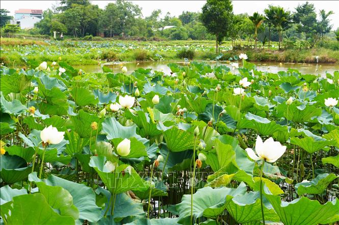 Hoa sen trắng trên hồ ở cánh đồng Bàu Vá, phường Thủy Xuân, thành phố Huế. Ảnh: Nguyên Lý - TTXVN