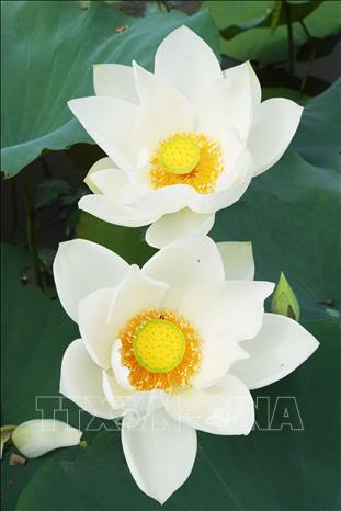 Hoa sen trắng trên hồ ở cánh đồng Bàu Vá, phường Thủy Xuân, thành phố Huế. Ảnh: Nguyên Lý - TTXVN