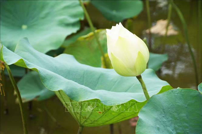 Hoa sen trắng trên hồ ở cánh đồng Bàu Vá, phường Thủy Xuân, thành phố Huế. Ảnh: Nguyên Lý - TTXVN