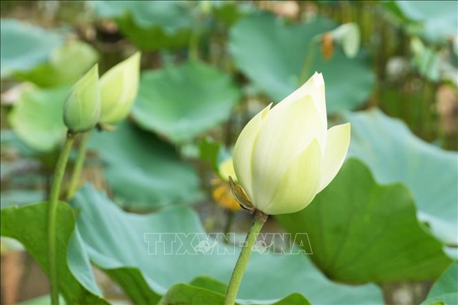 Hoa sen trắng trên hồ ở cánh đồng Bàu Vá, phường Thủy Xuân, thành phố Huế. Ảnh: Nguyên Lý - TTXVN