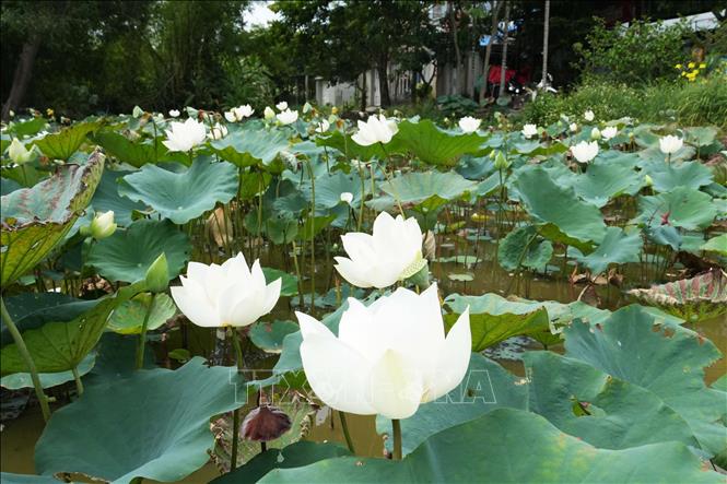 Hoa sen trắng trên hồ ở cánh đồng Bàu Vá, phường Thủy Xuân, thành phố Huế. Ảnh: Nguyên Lý - TTXVN