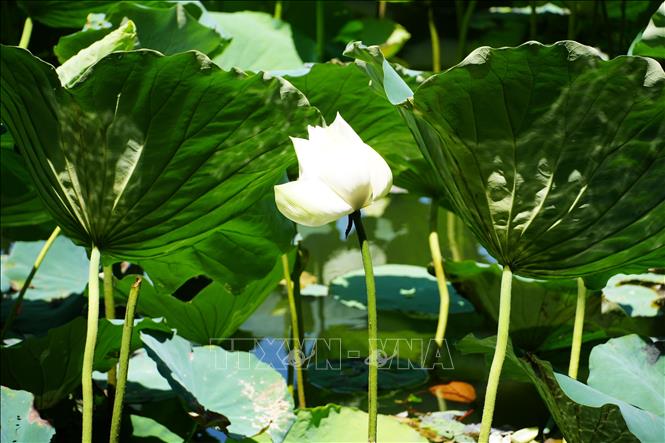 Hoa sen trắng ở hồ Tịnh Tâm trong Kinh thành Huế. Ảnh: Nguyên Lý - TTXVN
