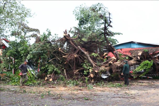 Nhiều cây xanh bị bật gốc sau cơn dông lốc. Ảnh: Hồng Thái - TTXVN