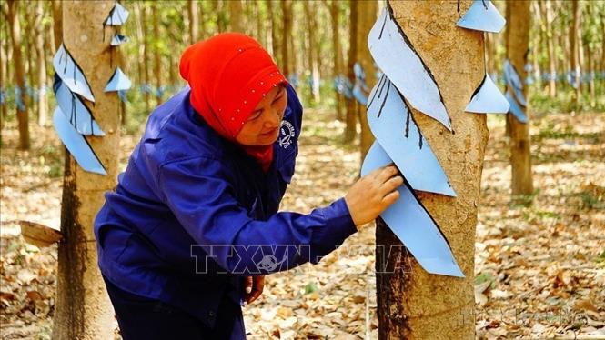 Dự án trồng cây cao su của Việt Nam cải thiện đời sống cho gần 10.000 lao động Campuchia. Ảnh: TTXVN