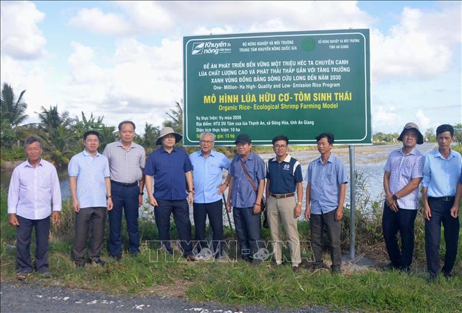 Các đại biểu và chuyên gia tham quan thực tế tại cánh đồng lúa thuộc Đề án 1 triệu héc ta lúa chất lượng cao, phát thải thấp tại tỉnh An Giang. Ảnh: Văn Sĩ - TTXVN