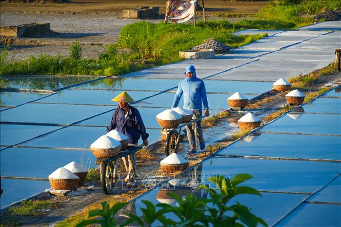 Người dân vận chuyển muối từ nơi sản xuất về nhà. Ảnh: Hữu Quyết – TTXVN