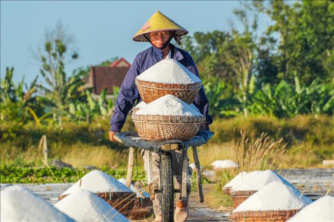 Dù thu nhập thấp nhưng người dân Châu Hạ vẫn giữ nghề muối truyền thống. Ảnh: Hữu Quyết – TTXVN