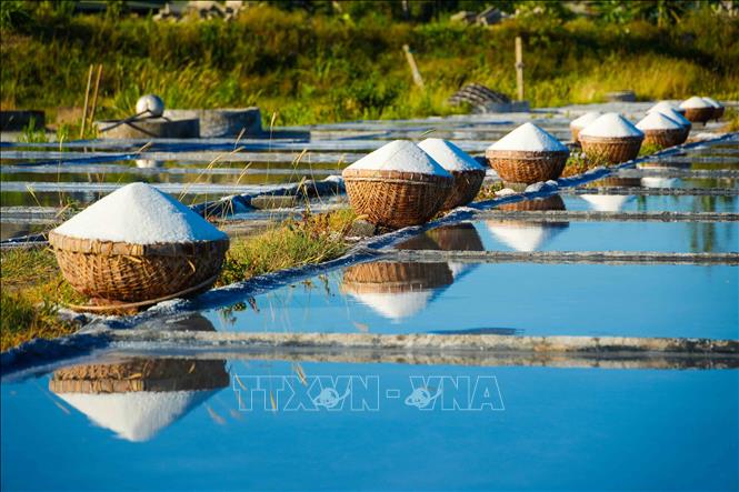 Những rổ muối được người dân xếp thành hàng dài sau khi thu hoạch. Ảnh: Hữu Quyết – TTXVN