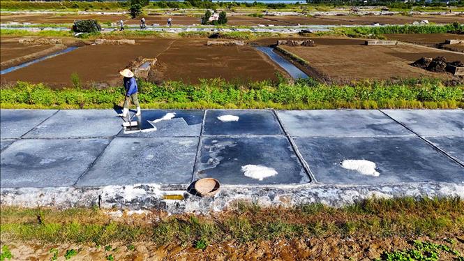 Muối được vun thành từng đống nhỏ ngay trên ô nại. Ảnh: Hữu Quyết – TTXVN