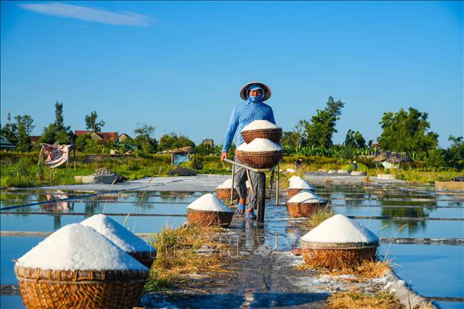 Người dân vận chuyển muối từ cánh đồng về nơi tập kết. Ảnh: Hữu Quyết – TTXVN