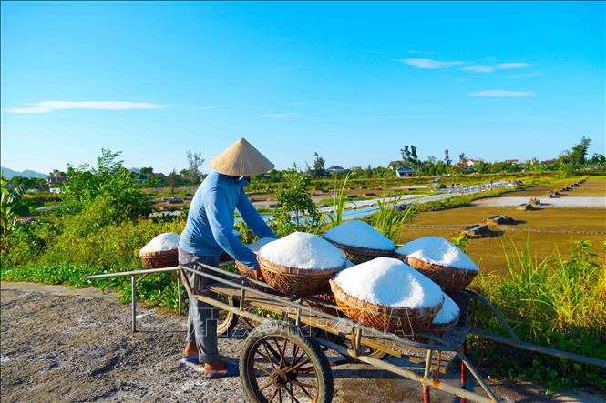 Trung bình trong những ngày nắng nóng diêm dân có thể sản xuất từ 2-3 tạ muối. Ảnh: Hữu Quyết – TTXVN