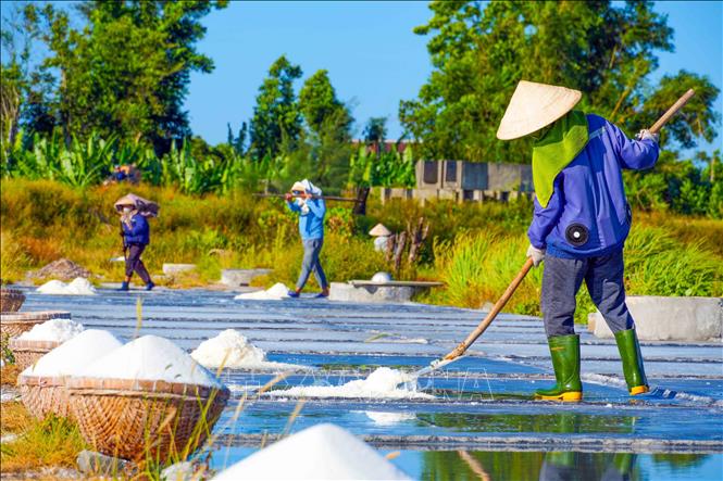 Những hạt muối trắng kết tinh từ nước biển và công sức của người dân. Ảnh: Hữu Quyết – TTXVN