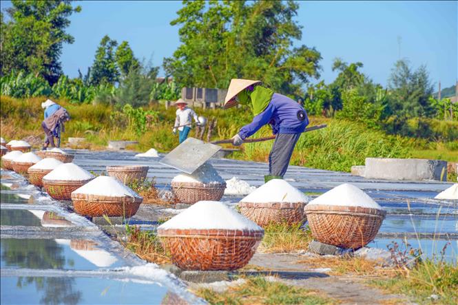 Những rổ muối trắng được tập kết chờ vận chuyển về kho.Ảnh: Hữu Quyết – TTXVN