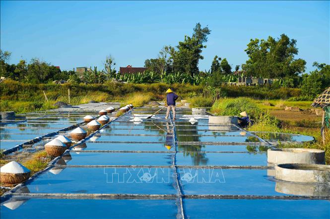Vụ muối thường bắt đầu từ tháng 3, cao điểm vào các tháng 5, 6 hàng năm. Ảnh: Hữu Quyết – TTXVN