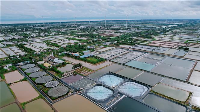 Các mô hình nuôi tôm ứng dụng công nghệ cao trên địa bàn tỉnh Cà Mau ngày càng phát triển. Ảnh: Chanh Đa-TTXVN
