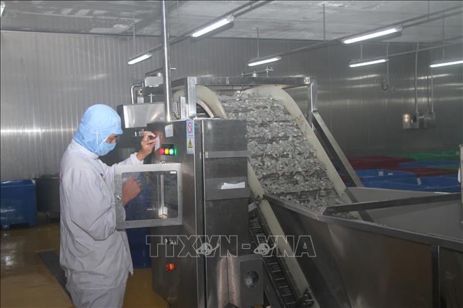 Việc ứng các thiết bị, dây chuyền sản xuất hiện đại giúp tăng năng suất và chất lượng cho sản phẩm xuất khẩu. Ảnh: Chanh Đa-TTXVN