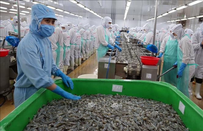 Chế biến tôm xuất khẩu đem lại nguồn thu lớn cho tỉnh Cà Mau. Ảnh: Trung Hiếu.TTXVN