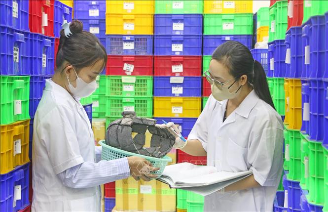 Cán bộ, nhân viên Ban Quản lý Di tích Bet88013 88k Cho Tân Thủ Óc Eo (tỉnh An Giang) đang chỉnh lý, sắp xếp lại kho lưu trữ hiện vật đã được khai quật, phục vụ công tác trưng bày và quá trình đánh giá của đoàn chuyên gia quốc tế. Ảnh: Công Mạo-TTXVN