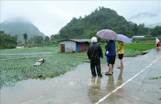 Người dân kiểm tra ruộng lúa sau khi nước lũ đi qua. Ảnh: Quý Trung – TTXVN