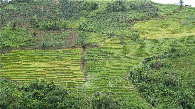 Lúa chín trên các thửa ruộng bậc thang ở xã Ngọc Linh. Ảnh: Dư Toán – TTXVN