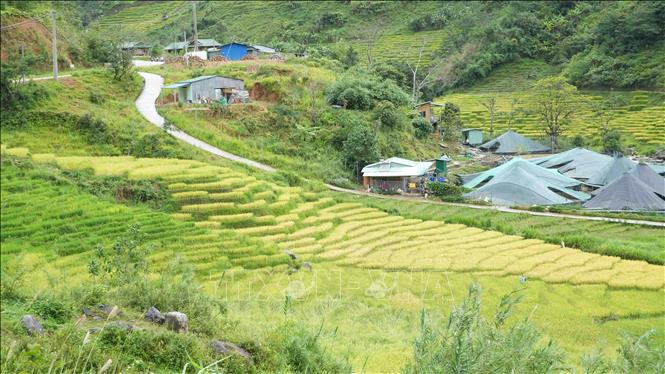 Lúa chín trên các thửa ruộng bậc thang ở xã Ngọc Linh. Ảnh: Dư Toán – TTXVN