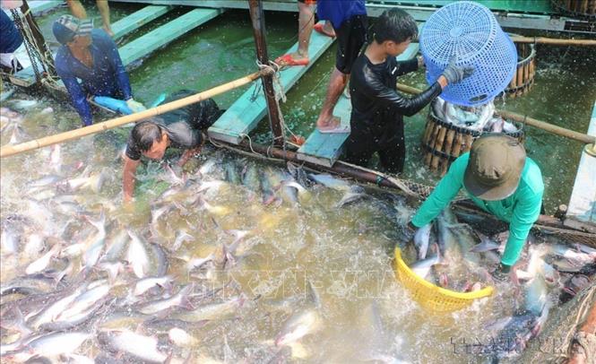 Kim ngạch xuất khẩu của Việt Nam sang Philippines tăng trưởng ổn định trong thời gian qua, với động lực chính là xuất khẩu các mặt hàng trong nhóm hàng nông, thủy sản. Trong ảnh: Thu hoạch cá tra phục vụ các doanh nghiệp chế biến xuất khẩu tại An Giang. Ảnh: Công Mạo - TTXVN