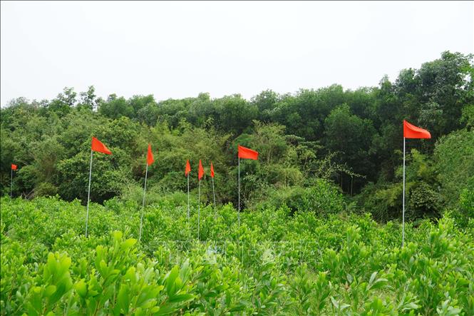 Các vị trí nghi có hài cốt tại khu vực Câu Nhi, xã Nam Hải Lăng. Ảnh: Tường Vi - TTXVN. 
