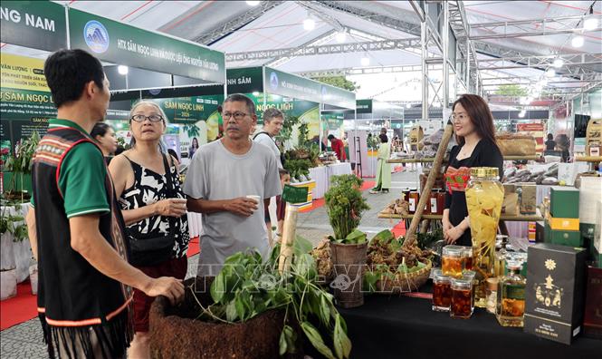 Giới thiểu sản phẩm Sâm Ngọc Linh đến với du khách. Ảnh: Trần Tĩnh - TTXVN 