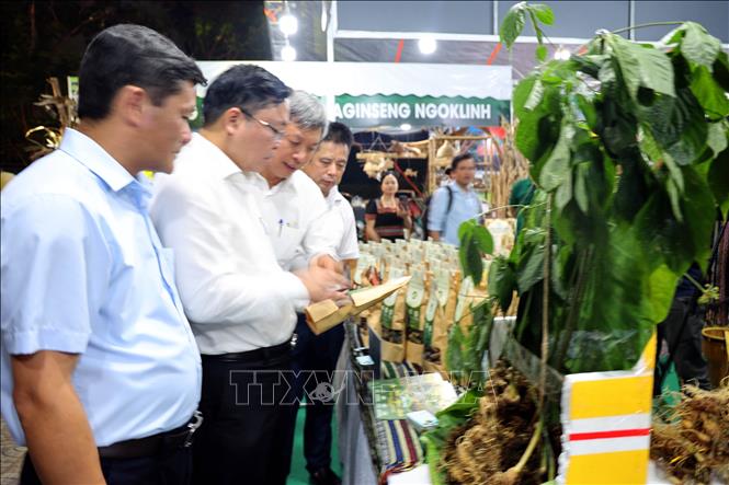 Ảnh: Giới thiểu sản phẩm Sâm Ngọc Linh đến với du khách. Ảnh: Trần Tĩnh - TTXVN 