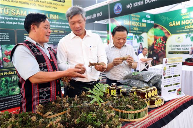 Ảnh: Giới thiểu sản phẩm Sâm Ngọc Linh đến với du khách. Ảnh: Trần Tĩnh - TTXVN 