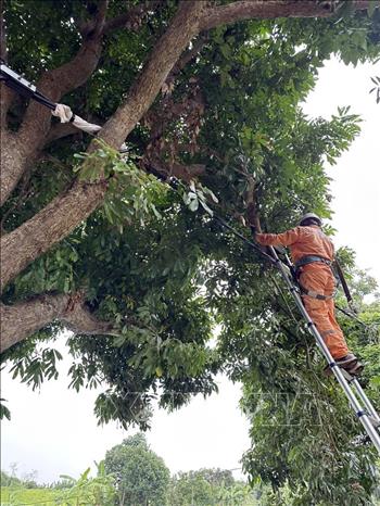 Công nhân Đội quản lý Điện lực khu vực Tứ Kỳ chặt cây, phát quang canh hành lang lưới điện trước mùa mưa bão. Ảnh: Mạnh Tú - TTXVN