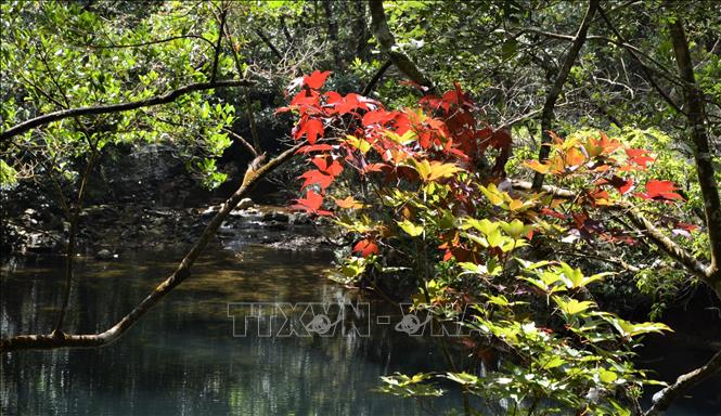 The park is equally rich in flora, with 2,421 plant and fungal species, accounting for nearly 17% of Vietnam's recorded plant species. VNA Photo: Văn Dũng 