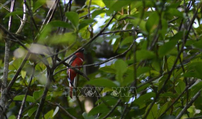 The park have 1,728 animal species from 54 orders and 266 families, with 70 listed in Vietnam's Red Data Book 2007 and 52 on the International Union for Conservation of Nature (IUCN) Red List in 2016. VNA Photo: Văn Dũng 