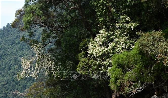 The rich ecosystems attract many renowned scientists, whose botanical, zoological and geographical surveys help establish Bach Ma as one of Indochina's important scientific sites. VNA Photo: Văn Dũng