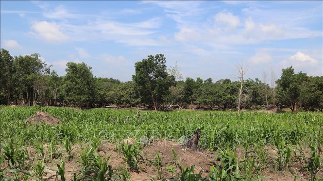 Hiện còn 306,5ha đất rừng bị chồng lấn với đất của người dân và 760 hộ dân đang sinh sống, canh tác trong Khu bảo tồn thiên nhiên Bình Châu - Phước Bửu. Ảnh: Huỳnh Sơn - TTXVN 