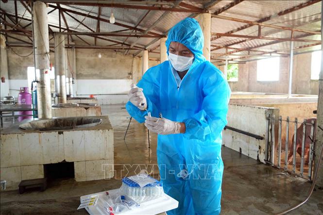 Việc lấy mẫu giám sát virus dịch tả lợn châu Phi giúp ngành chức năng chủ động trong công tác phòng dịch. Ảnh: Hữu Quyết - TTXVN