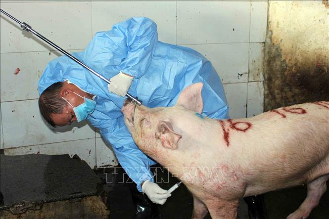 Việc lấy mẫu giám sát virus dịch tả lợn châu Phi góp phần phát hiện sớm, cảnh báo nguy cơ dịch bệnh. Ảnh: Hữu Quyết - TTXVN