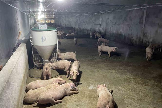 Khu vực chăn nuôi lợn của một hộ dân tại phường Trần Phú. Ảnh: Hữu Quyết - TTXVN