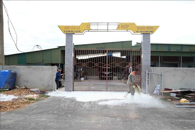 Các cơ sở chăn nuôi lợn thực hiện rải vôi tại các vị trí cổng ra vào nhằm khử trùng, phòng dịch. Ảnh: Hữu Quyết - TTXVN